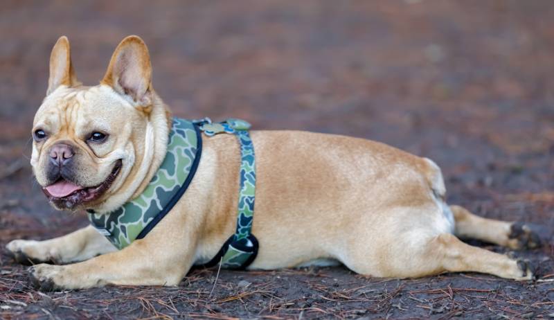 Young Male Frenchie dog resting with sploot posture to cool down