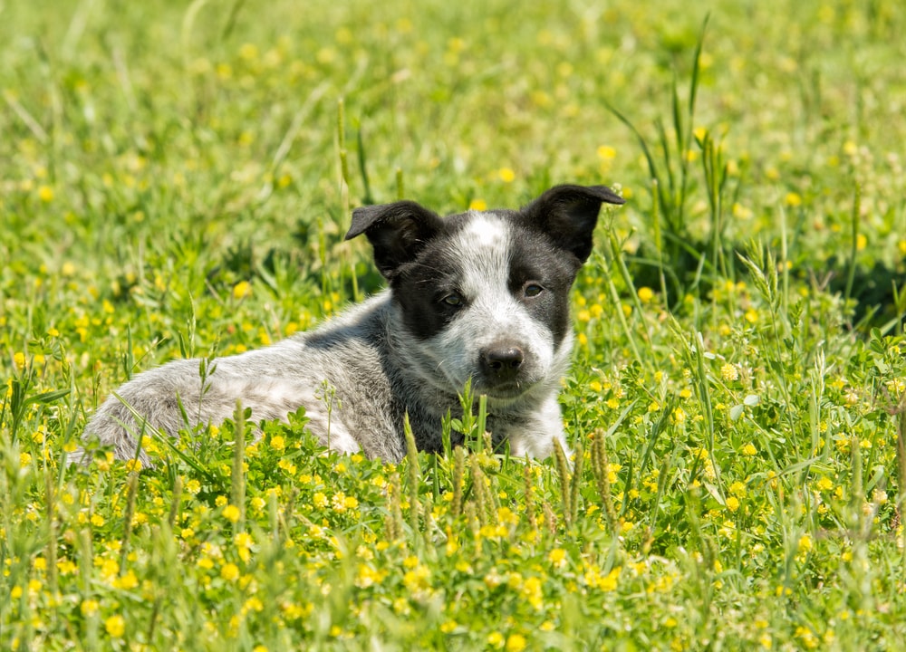 Young Texas Heeler puppy