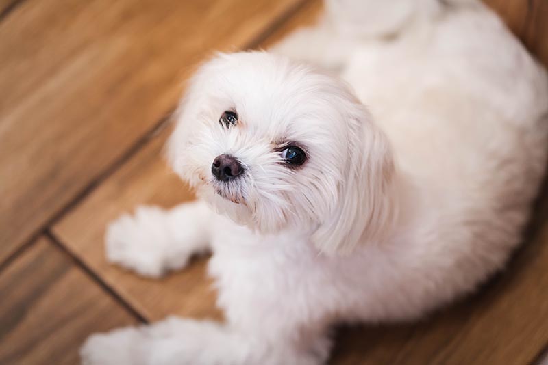 Young White Teacup Maltese