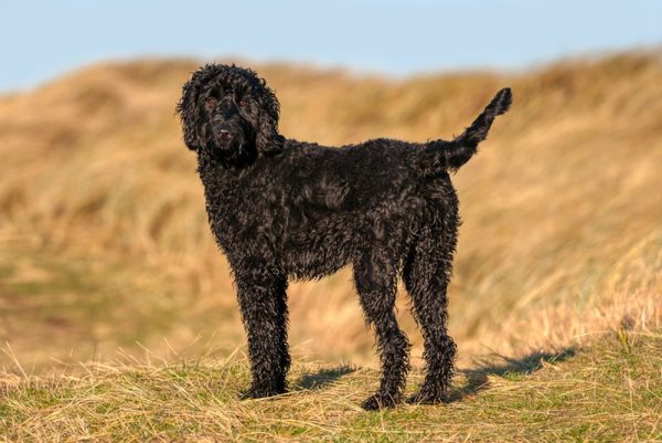 Young black labradoodle