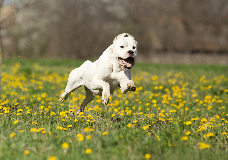 Young dogo argentino running on meadow