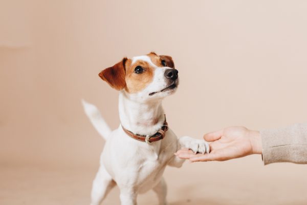 Young jack tussell terrier dog giving paw to its owner