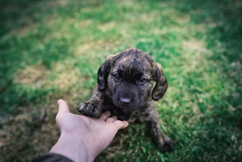 Young puppy playing with person in the garden. Small, cute dog