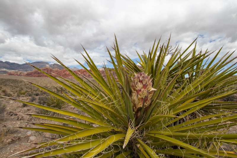 Yucca Schidigera plant in a canyon