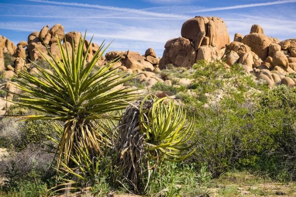 Yucca schidigera in the desert_Sundry Photography_Shutterstock