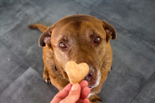 a Labrador dog cookie treat, training