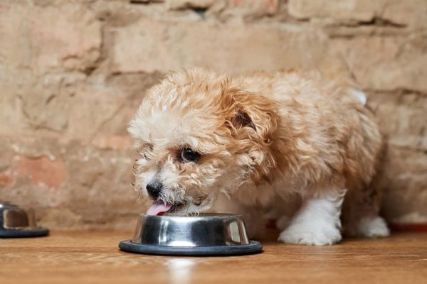 a Maltipoo puppy eats from a metal bowl