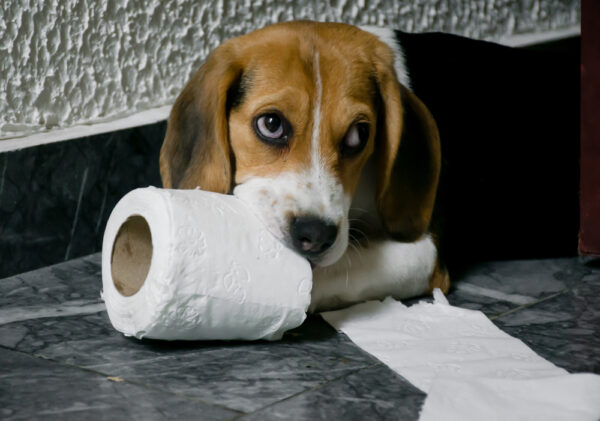 a beagle eating toilet paper