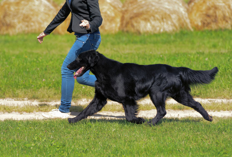 a black Flat-Coated Retriever dog walking with owner