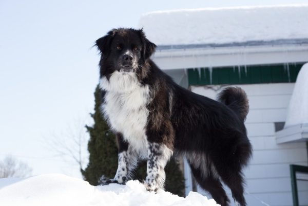 a black and white australian shepherd dog standing on snow