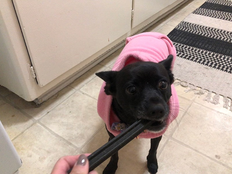 a black dog eating dental stick dog treat