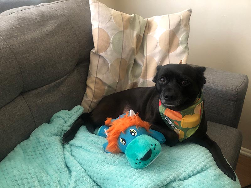 a black dog lying next to the kong club subscription toy