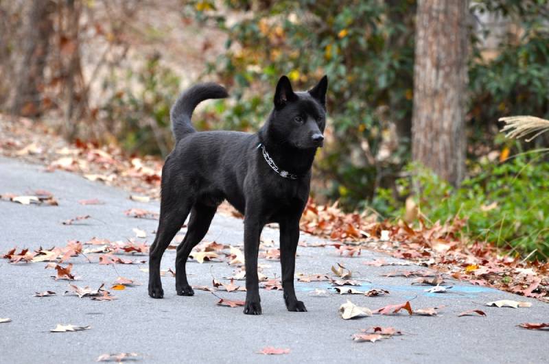 a black kai ken dog with collar outdoors
