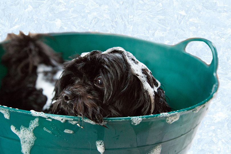 a black long-haired dog having a bath