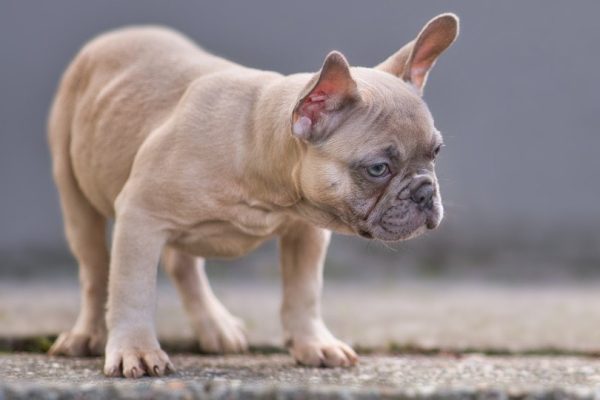 a blue fawn french bulldog