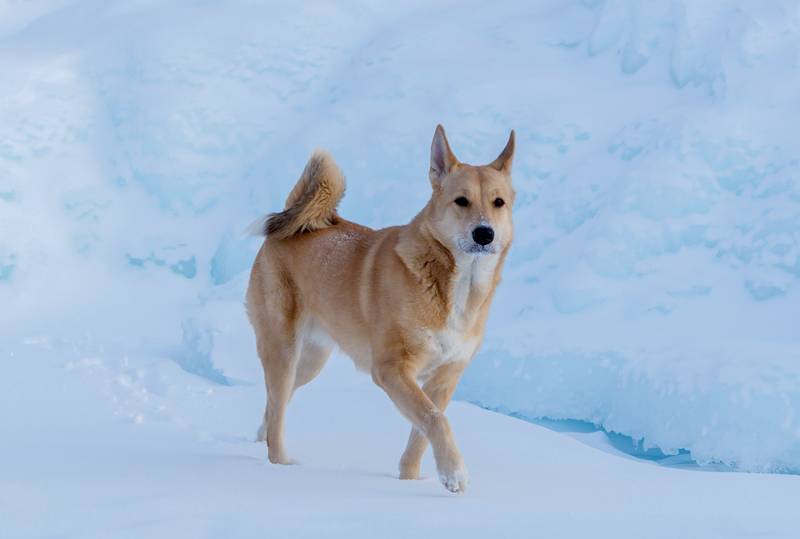 a canaan dog walking on snow