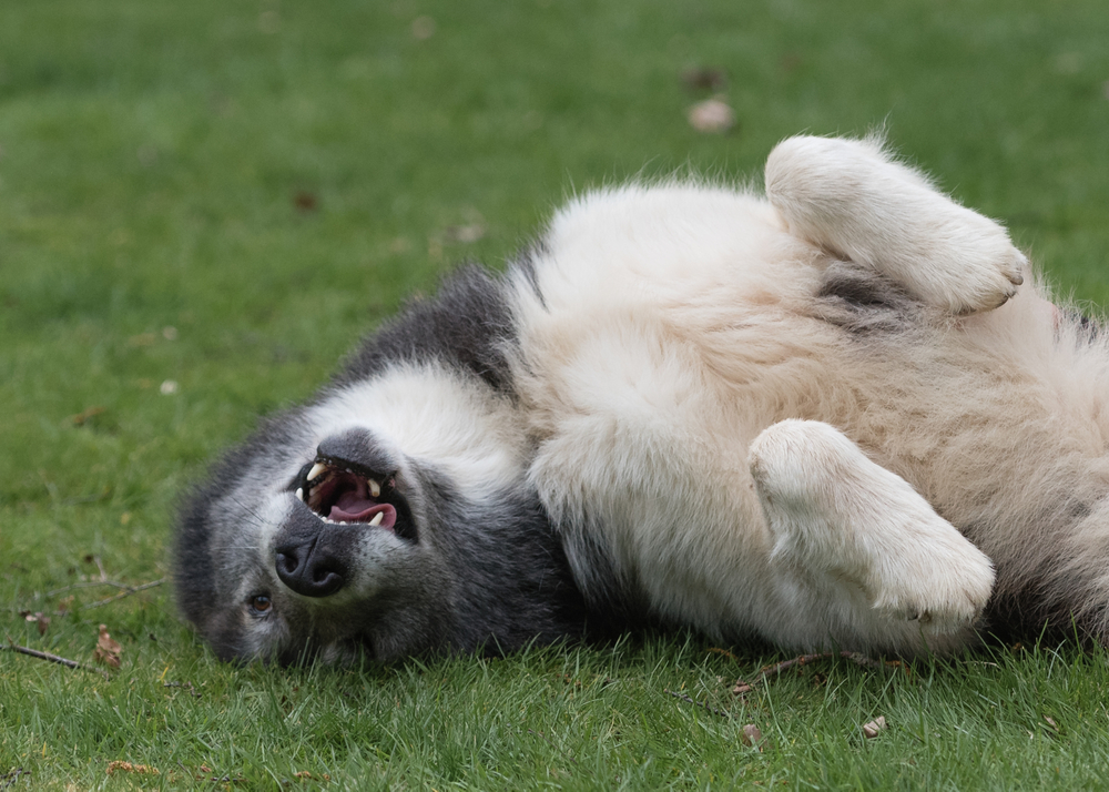 a canadian eskimo dog playfully rolling on grass