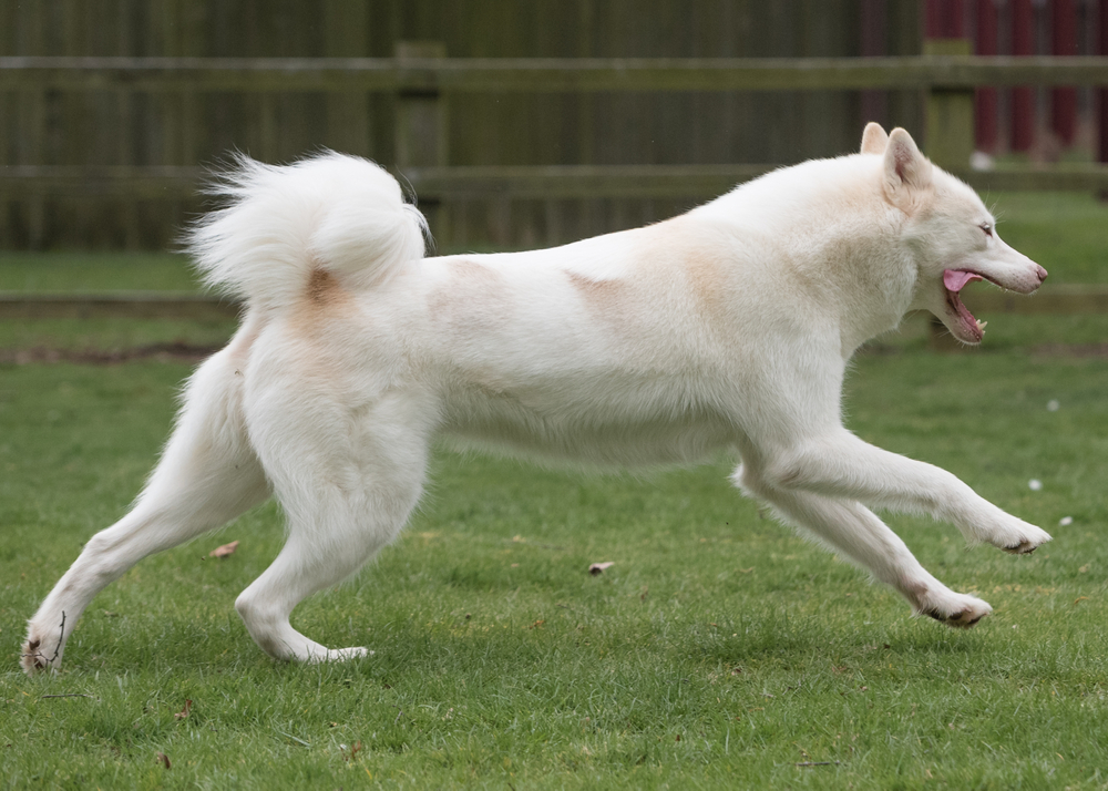 a canadian eskimo dog running outdoors
