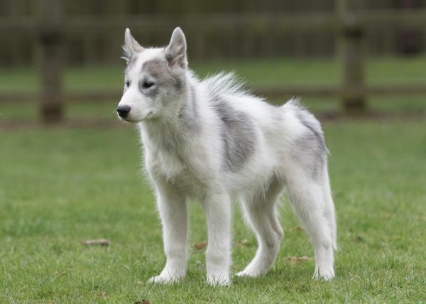 a canadian eskimo dog standing on grass