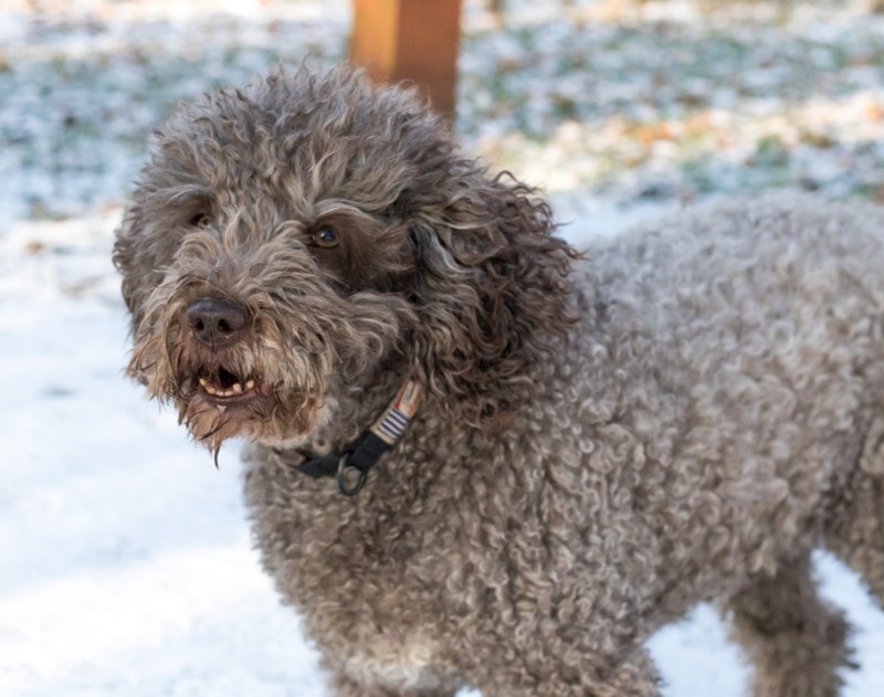 a cavapoo dog barking outside in the snow