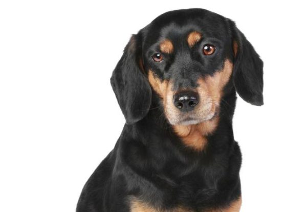 a close up of a Latvian hound on white background