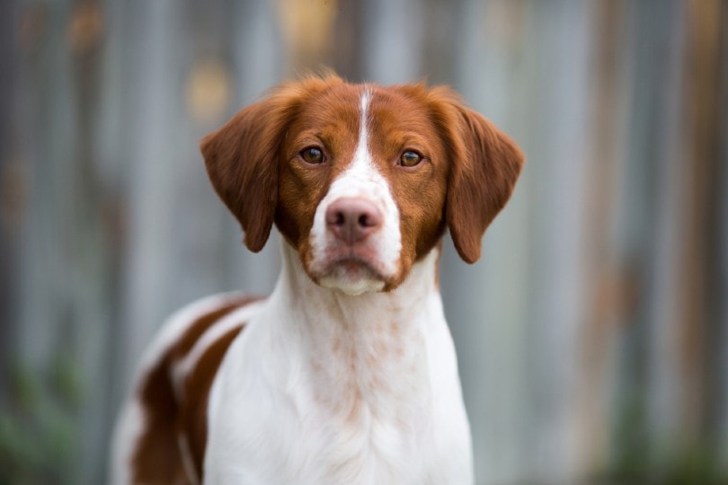 a-close-up-of-a-beautiful-brittany-dog