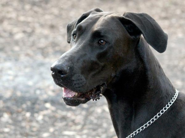 a close up of doberman and great dane mix dog