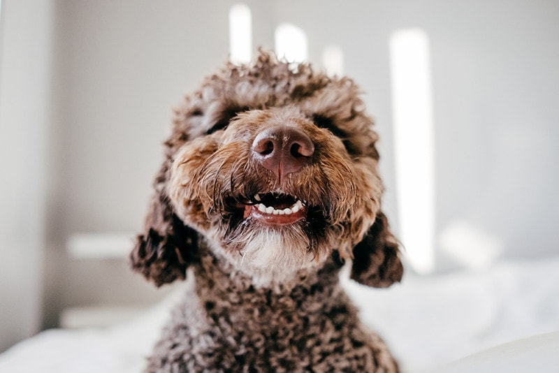 a close up of spanish water dog