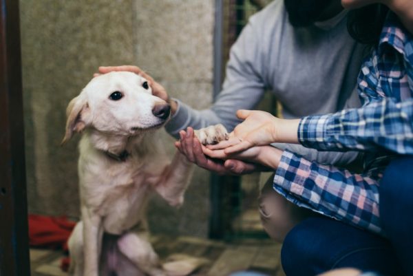 a couple adopting a dog from a shelter