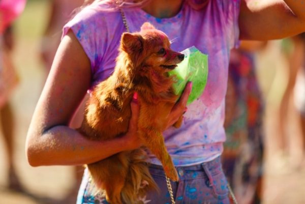 a cute dog at a festival