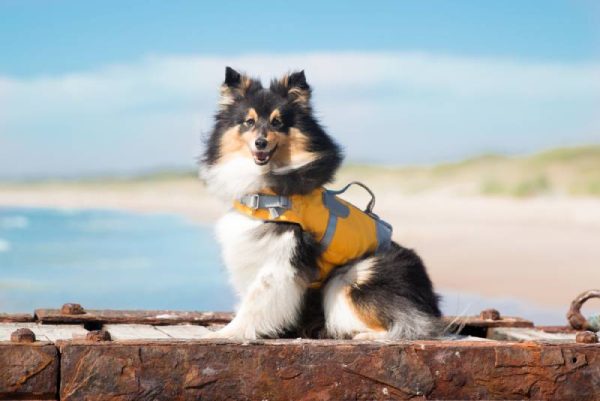 a cute shetland sheepdog wearing a life jacket near the sea