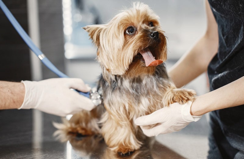 a dog having a medical check up