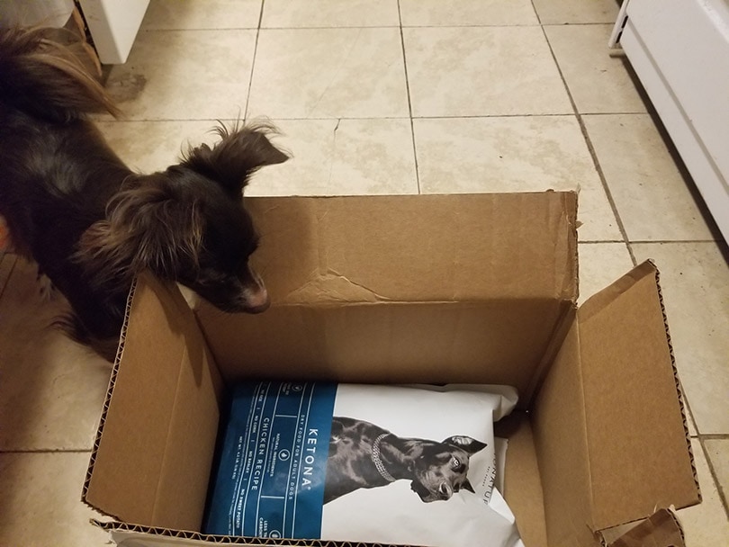 a dog looking at the KetoNatural Ketona Chicken Recipe Dog Food in a box