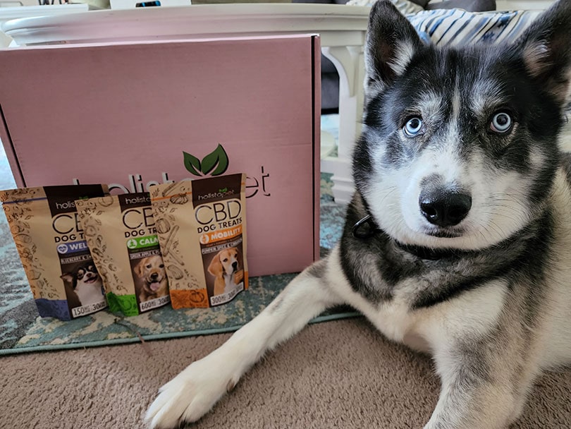 a dog lying beside holistapet cbd products