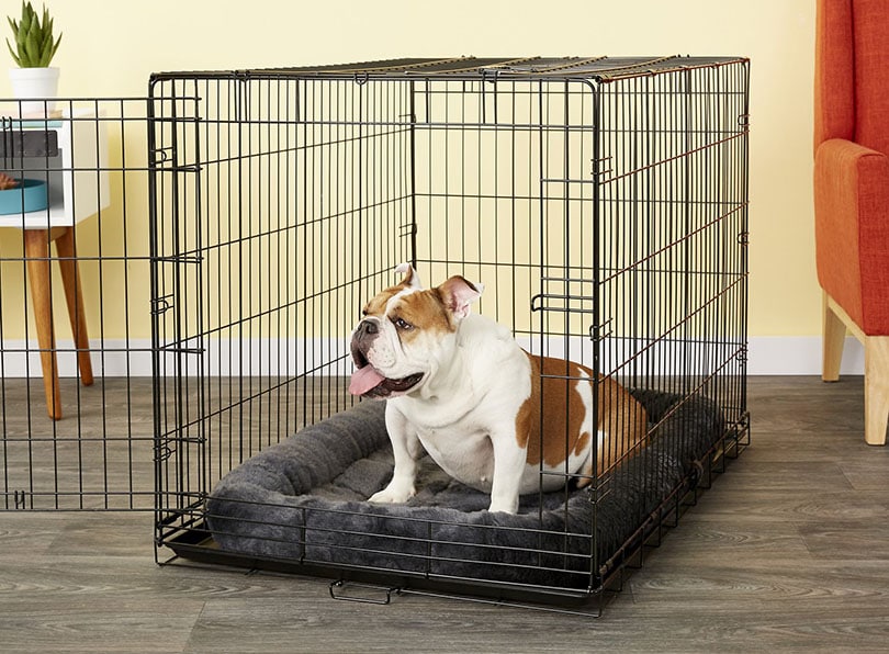 a dog on a bed crate