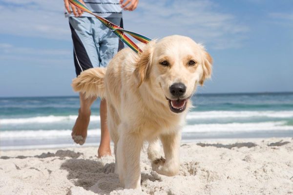 a dog walked by its owner on a beach