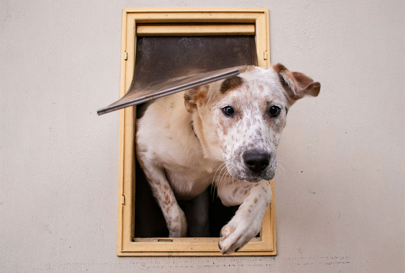 a-dog-walking-through-a-pet-door