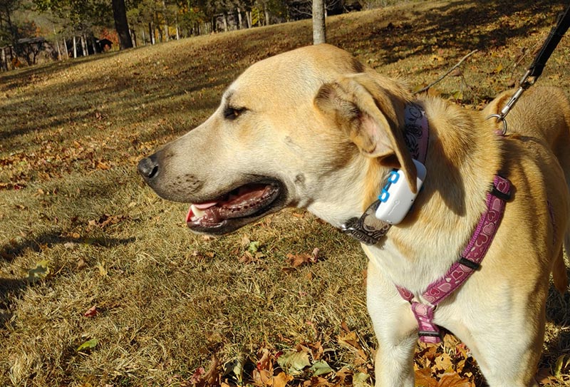 a dog wearing tractive gps collar