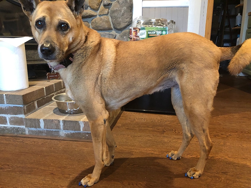 a dog with toegrips