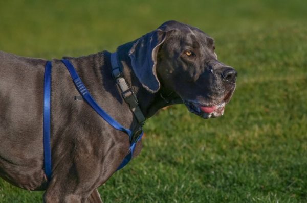 a drooling great dane at the park