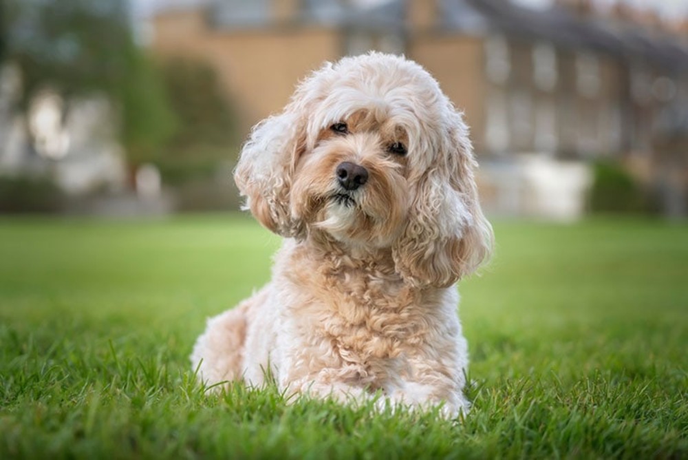 a-fluffy-dog-lying-on-the-grass-and-tilting-its-head