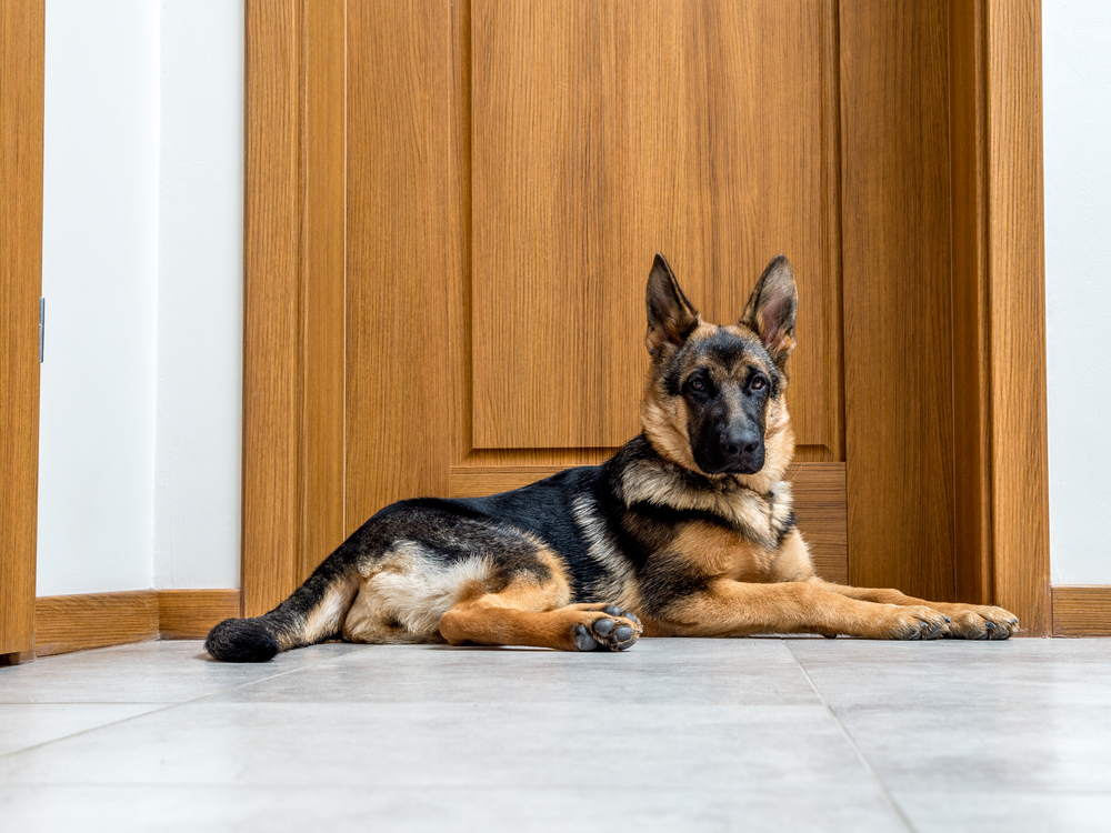 a german shepherd dog by the door
