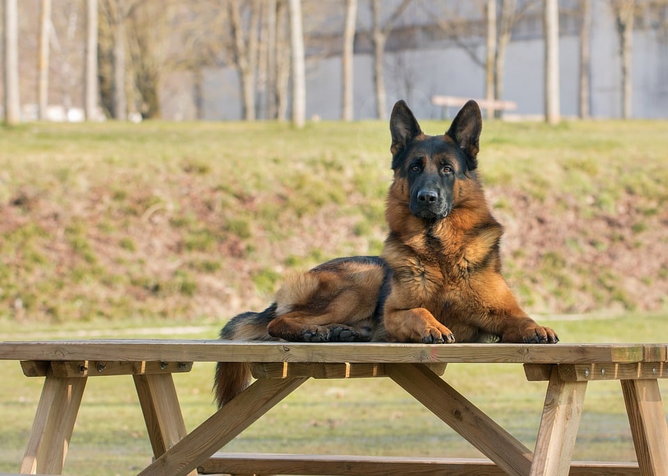 a german shepherd lying on the table outdoor