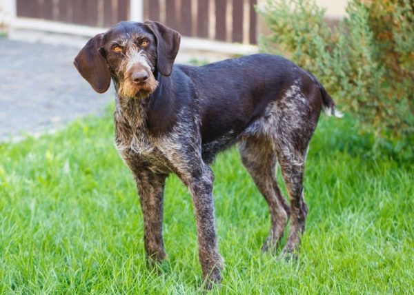 a german wirehaired pointer dog standing on grass