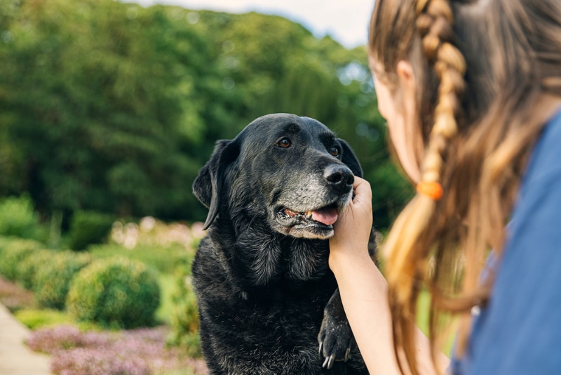 a girl with her senior black labrador retriever dog outdoor