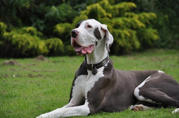 a great dane dog lying outdoor