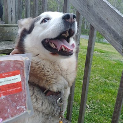 We Feed Raw Dog Food Subscription Service