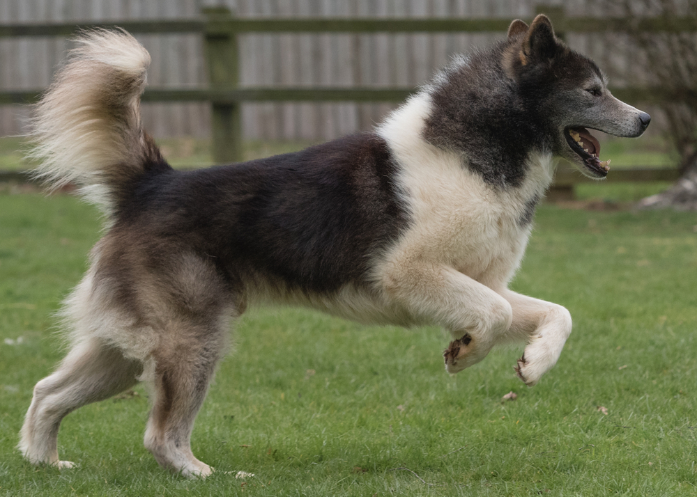 a happy canadian eskimo dog running outdoors