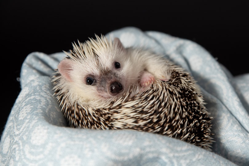 a hedgehog on a blanket