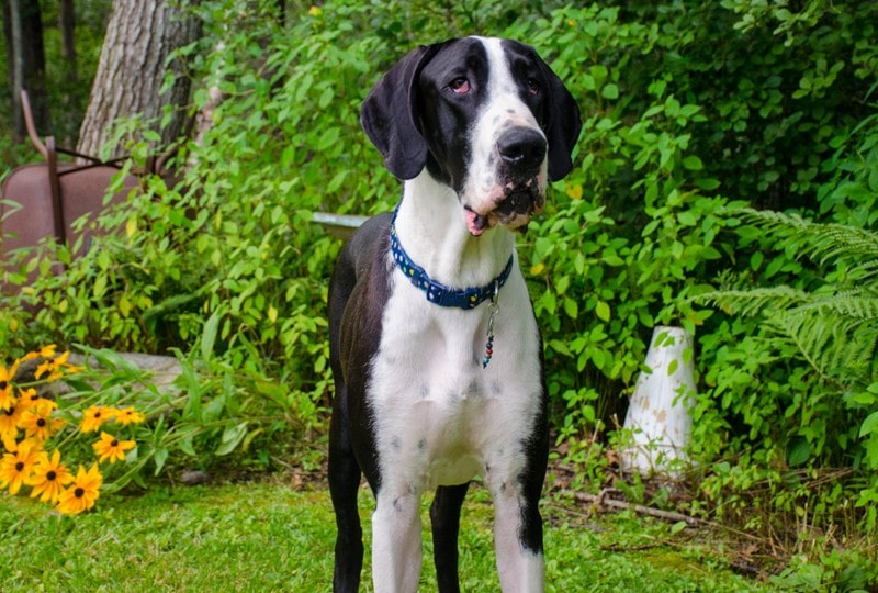 a mantle great dane at a garden